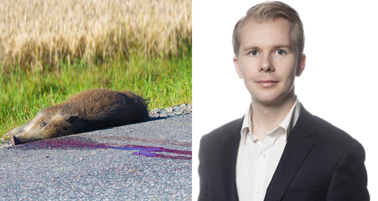 – Antalet viltolyckor har ökat stadigt över lång tid utan egentlig politisk reaktion, säger Tony Gunnarsson, sakkunnig i trafiksäkerhet på Riksförbundet M Sverige.